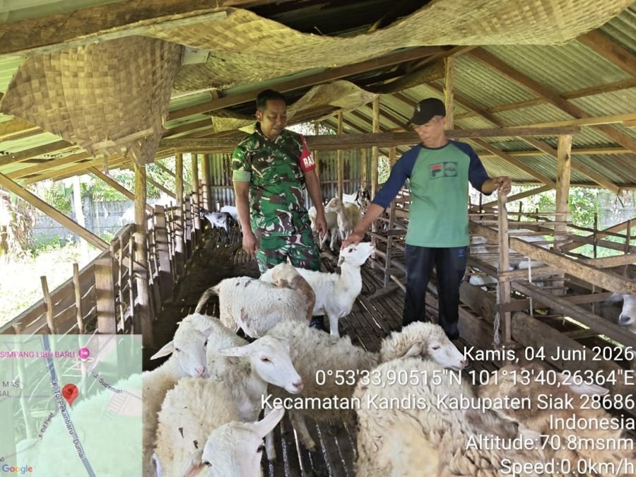 Babinsa Kawal Vaksinasi PMK untuk Lindungi Ternak Warga