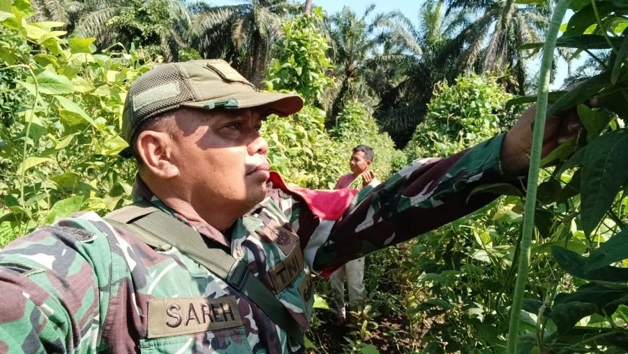Babinsa Kelurahan Bagan Besar Dampingi Kegiatan Panen Kacang Panjang Warga.