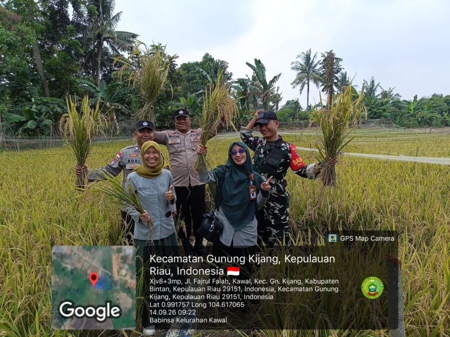 Babinsa Kelurahan Kawal Hadiri Kegiatan Panen Padi Jenis Inpari 32