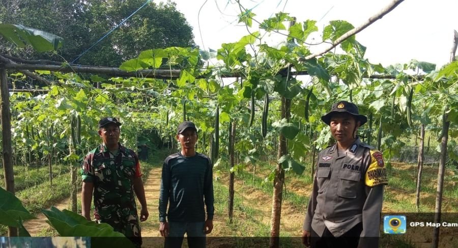 Babinsa Kelurahan Tembeling Tanjung Perkuat Ketahanan Pangan Melalui Pendampingan Petani Pepaya