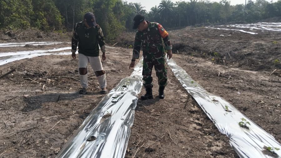 Babinsa Kodim 0320/Dumai Dampingi Petani Semangka, Dukung Swasembada Pangan di Bukit Kapur
