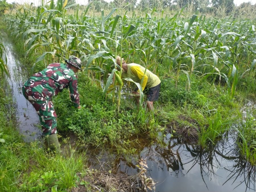 Babinsa Kodim 0320/Dumai Dampingi Petani Jagung, Wujud Nyata Dukungan Swasembada Pangan