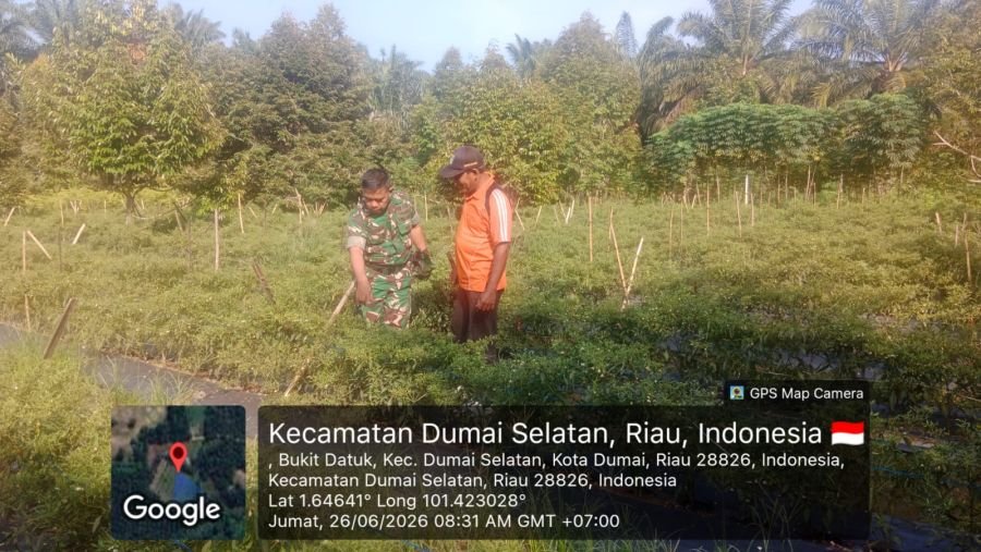 Babinsa Kodim 0320/Dumai Gencarkan Patroli Karhutla, Edukasi Pencegahan Banjir dan Dampingi Ketahana