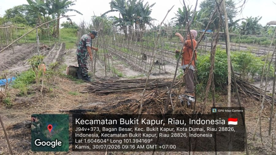 Babinsa Kodim 0320/Dumai Perkuat Ketahanan Pangan, Dampingi Petani Pasang Lanjaran Tanaman Mentimun