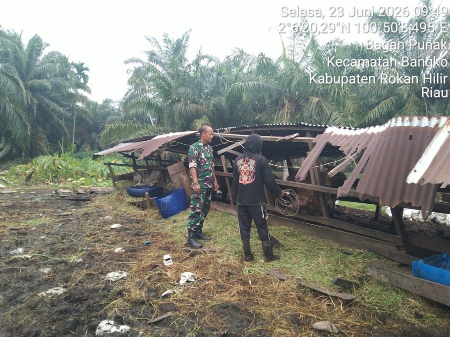 Babinsa Koramil 01/Bangko Gencar Periksa Kesehatan Sapi Warga Guna Tangkal Virus PMK