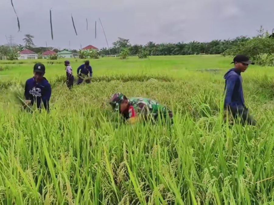 Babinsa Koramil 01/Bangko Serda Yusrizal Purba Turun Sawah, Bantu Panen 21 Ton Gabah di Rohil