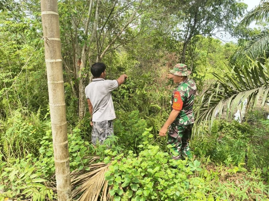 Babinsa Koramil 01/Dumai Gencarkan Patroli Karhutla dan Dampingi Petani Kacang Panjang