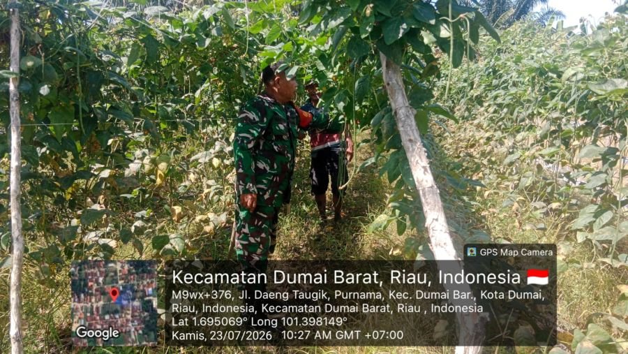 Babinsa Koramil 01/Dumai Intensifkan Patroli Karhutla dan Dampingi Petani Kacang Panjang