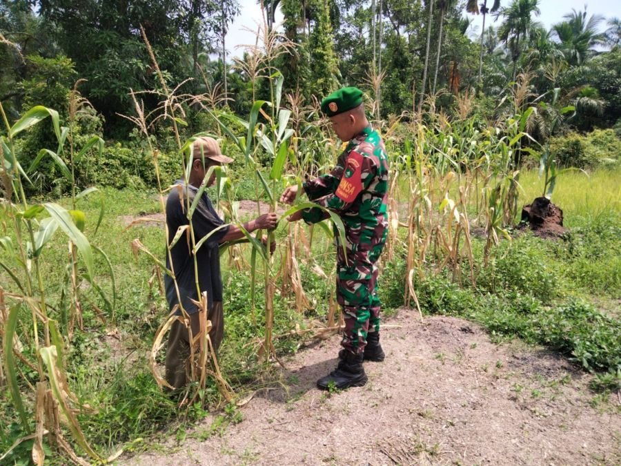 Babinsa Koramil 01/Dumai Perkuat Pencegahan Karhutla dan Dampingi Karya Nyata Tanaman Jagung