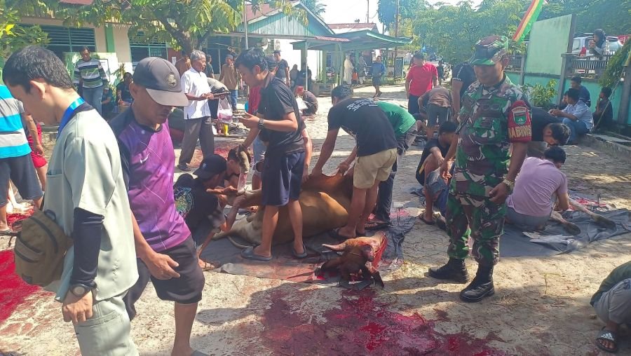 Babinsa Koramil 01/Rumbai Perkuat Komsos Saat Monitoring Pemotongan Hewan Kurban