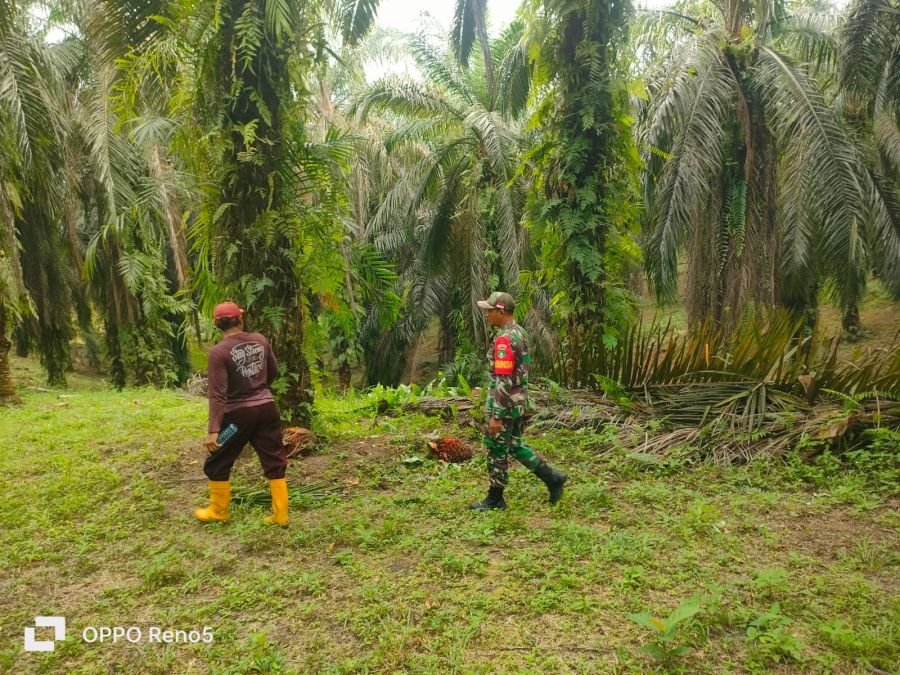 Babinsa Koramil 01/Siak Laksanakan Patroli Karhutla dan Sosialisasi, Kampung Tengah Nihil Titik Api