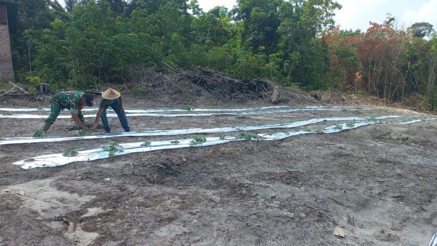 Babinsa Koramil 02 Bukit Kapur Dampingi Petani Timun, Dukung Swasembada Pangan di Kota Dumai