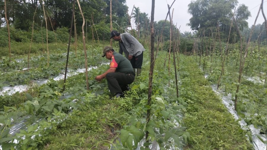Babinsa Koramil 02/Bukit Kapur Dampingi Petani Kacang Panjang, Wujud Nyata Dukungan TNI