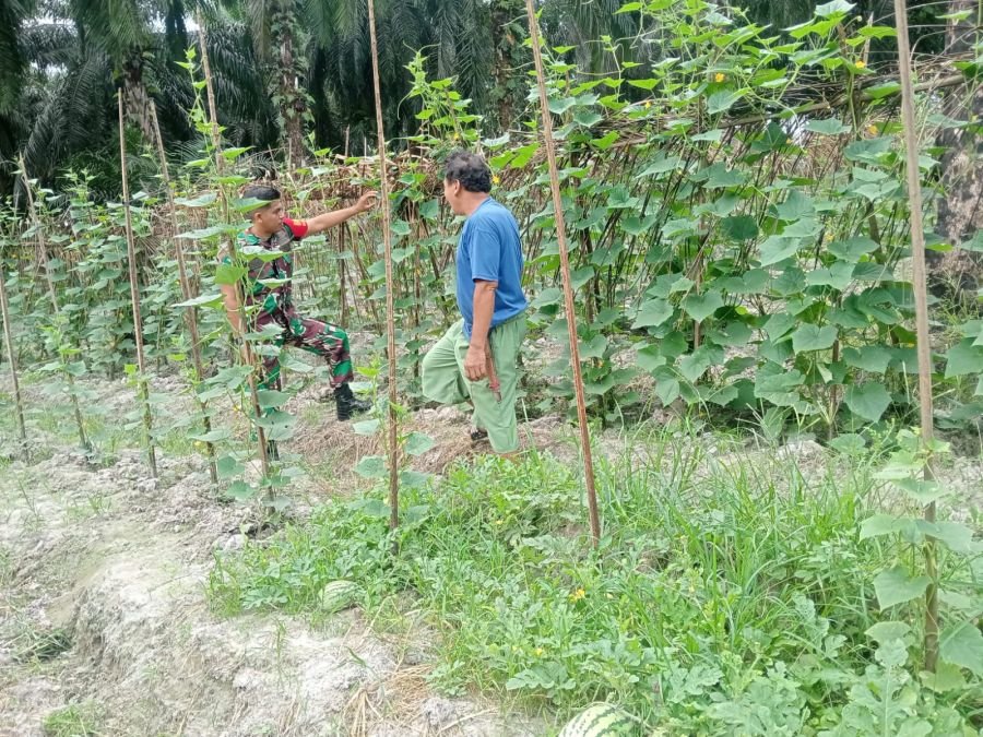 Babinsa Koramil 02/Bukit Kapur Dampingi Karya Nyata Petani Kacang Panjang Wujudkan Swasembada Pangan