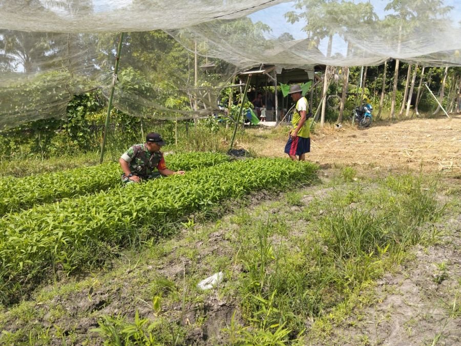 Babinsa Koramil 02/Bukit Kapur Dampingi Petani Kangkung, Wujud Nyata Dukungan Swasembada Pangan