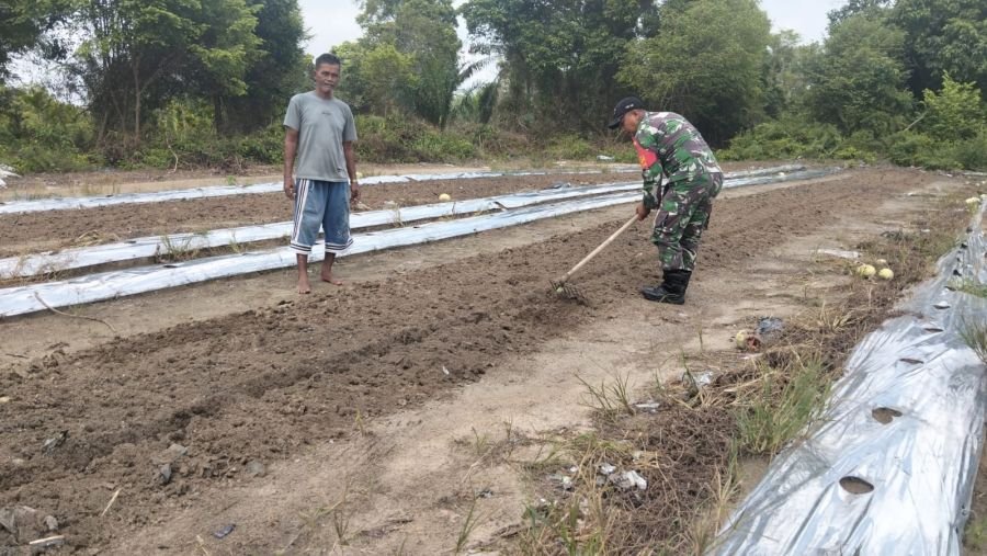 Babinsa Koramil 02/Bukit Kapur Dampingi Petani Semangka, Dukung Swasembada Pangan di Dumai