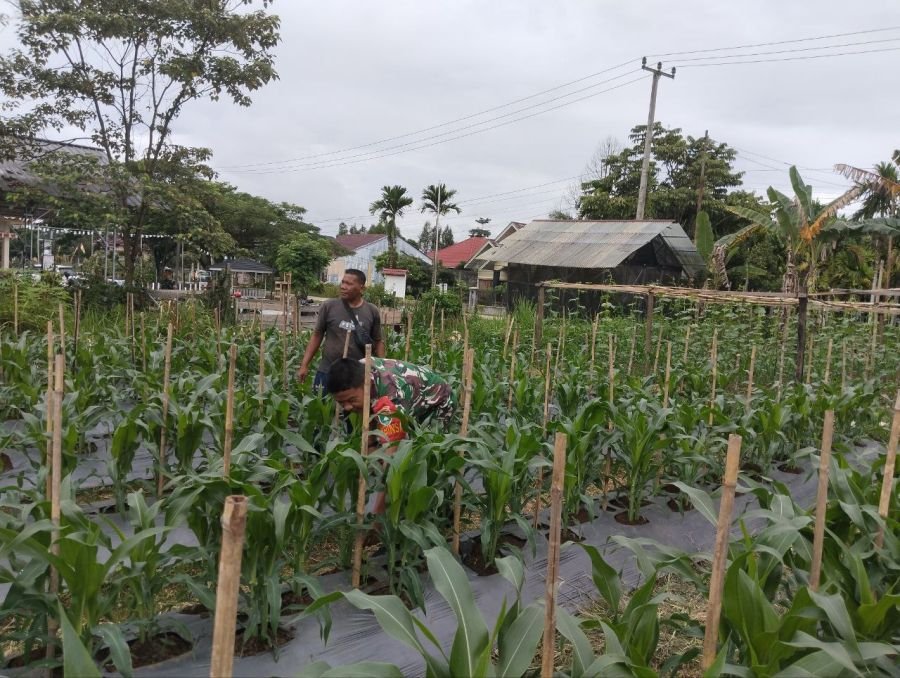 Babinsa Koramil 02/KT Dampingi Perawatan Jagung Warga di Desa Binaan