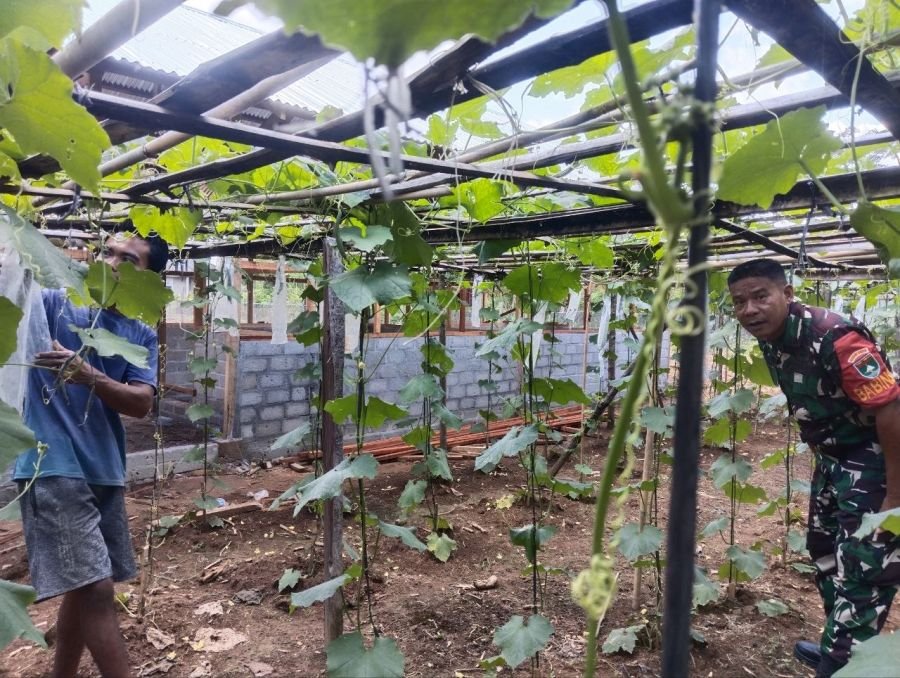 Babinsa Benai Dampingi Warga Kembangkan Budidaya Gambas untuk Ketahanan Pangan