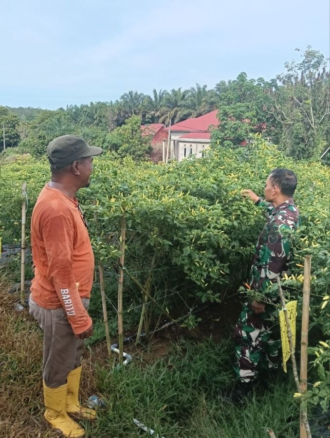 Babinsa Koramil 02/KT Dampingi Warga Jaya Kopah Kembangkan Cabe Rawit