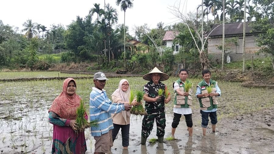 Babinsa Koramil 02/KT dan Warga Kompak Sukseskan Tanam Padi Legowo di Sentajo Raya