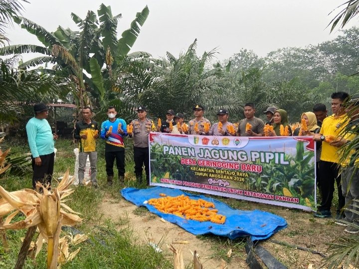 Babinsa Koramil 02/KT Hadiri Panen Jagung Pipil, Dukung Ketahanan Pangan di Kuansing