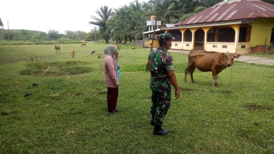 Babinsa Koramil 02/KT Pastikan Hewan Kurban Bebas PMK
