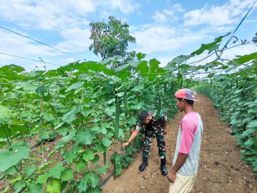 Babinsa Koramil 02/KT Rutin Dampingi Hanpangan di Wilayah Binaan
