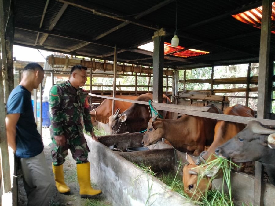 Babinsa Koramil 02/SA Dampingi Penyemprotan Disinfektan PMK di Teluk Mesjid
