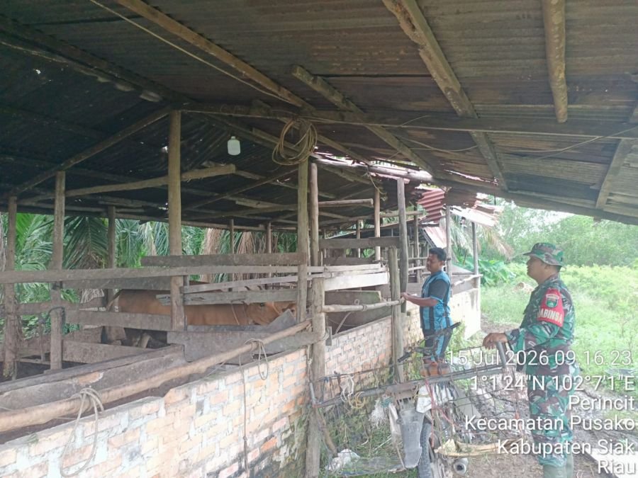 Babinsa Koramil 02/Sungai Apit Dampingi Penyemprotan Disinfektan PMK di Kampung Dusun Pusaka