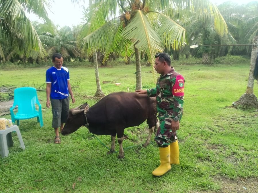 Babinsa Koramil 02/Sungai Apit Dampingi Penyemprotan Disinfektan PMK pada Ternak Sapi