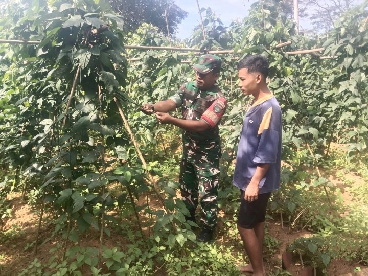 Babinsa Koramil 02/Tarempa Komsos dengan Petani Sayuran, Pantau Harga Timun dan Kacang Panjang