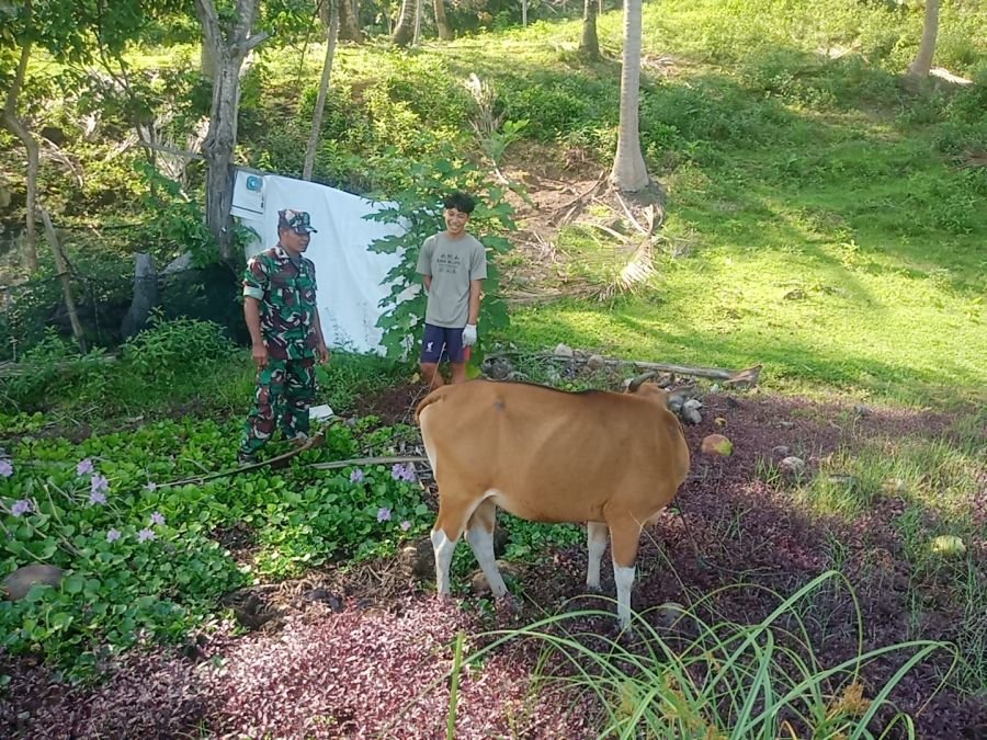 Babinsa Koramil 02/Tarempa Komsos dengan Peternak Sapi, Pantau Kesehatan Ternak dan Cegah PMK