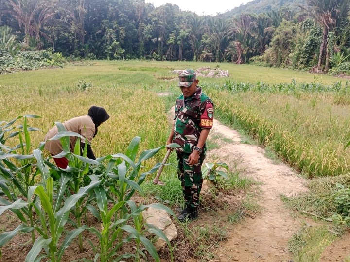 Babinsa Koramil 02/Tarempa Laksanakan Komsos dengan Petani di Tarempa Timur, Dukung Ketahanan Pangan