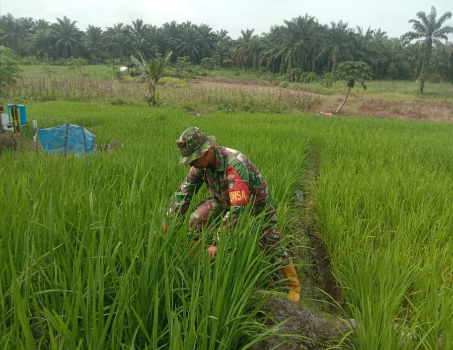 Babinsa Koramil 03 Mandau Laksanakan Perawatan Tanaman Padi di Ecopark Simpang Bangko