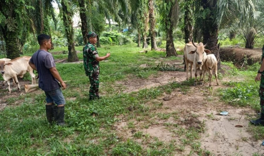 Babinsa Koramil 0321-03/Bgs Datangi Peternakan Sapi laksanakan pengecekan  PMK