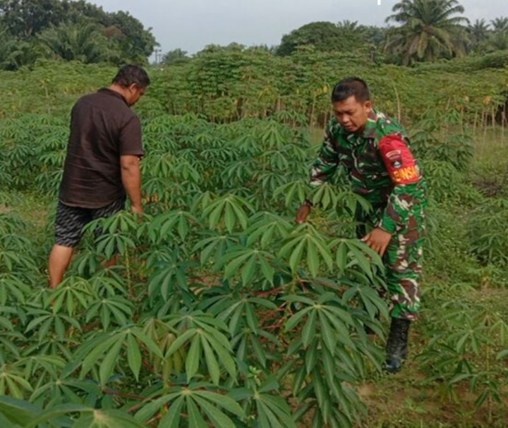 Babinsa Koramil 0321-03/Bgs Rohil Dampingi Petani Ubi Kayu di Simpang Kanan 