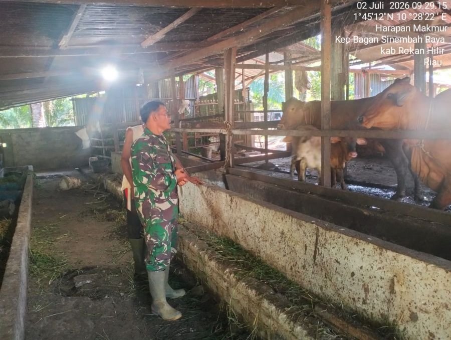Babinsa Koramil 0321-03/Bgs Rohil Kian Rutin Datangi Peternakan Sapi