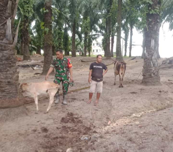 Babinsa Koramil 0321-03/Bgs Rohil Kembali Datangi Peternakan Sapi