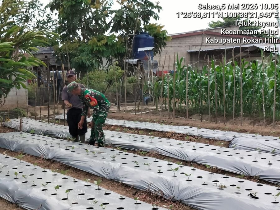 Babinsa Koramil 0321-06/TM Turun Langsung Dampingi Petani, Wujud Nyata Ketahanan Pangan di Rohil