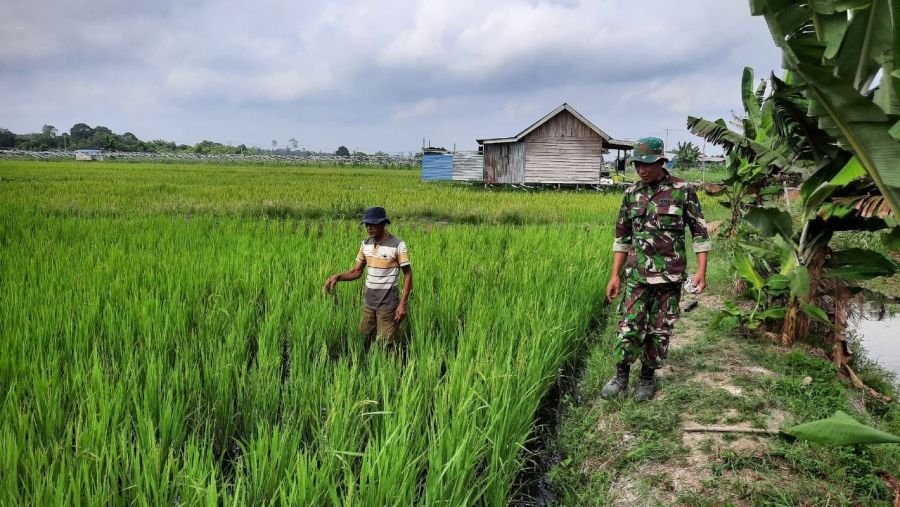 Babinsa Koramil 03/Bunut Dorong Petani Desa Merbau Tingkatkan Produksi Pangan