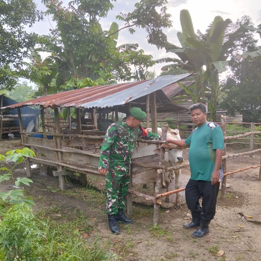 Babinsa Koramil 03/Bunut Jalin Kedekatan dengan Peternak Sapi di Bandar Petalangan