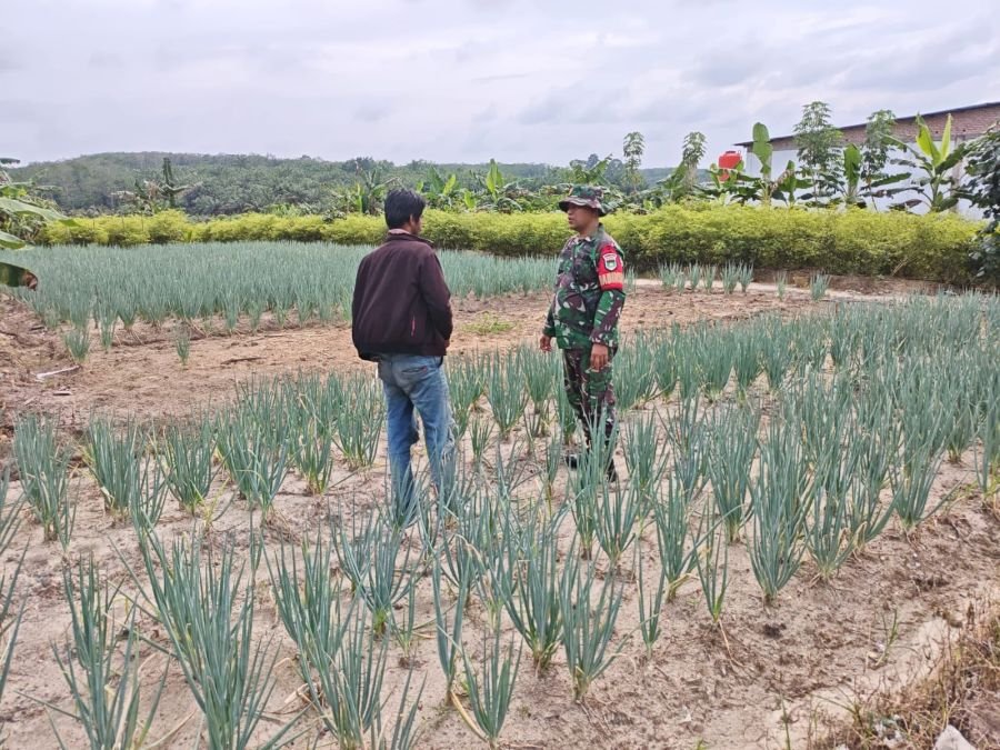 Babinsa Koramil 03/Bunut Kawal Budidaya Rawang Bawang, Produktivitas Petani Terus Didorong