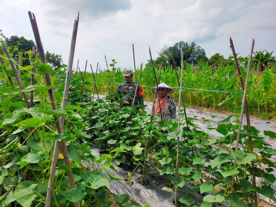 Babinsa Koramil 03/Bunut Perkuat Kemitraan dengan Petani Mentimun Lewat Komsos