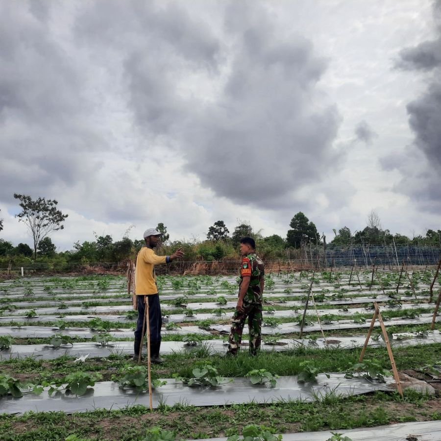 Babinsa Koramil 03/Bunut Perkuat Ketahanan Pangan Lewat Komsos dengan Petani Sayur