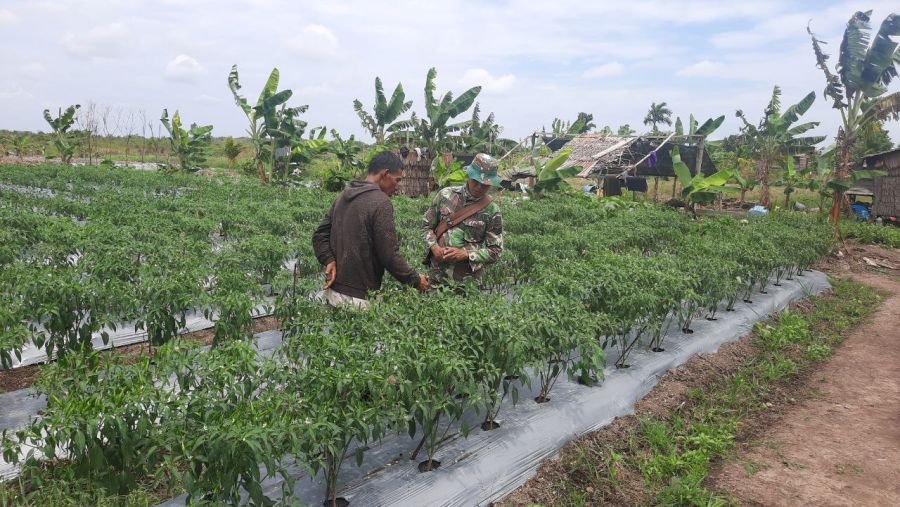 Babinsa Koramil 03/Bunut Perkuat Sinergi Petani Lewat Pendampingan Kebun Cabai
