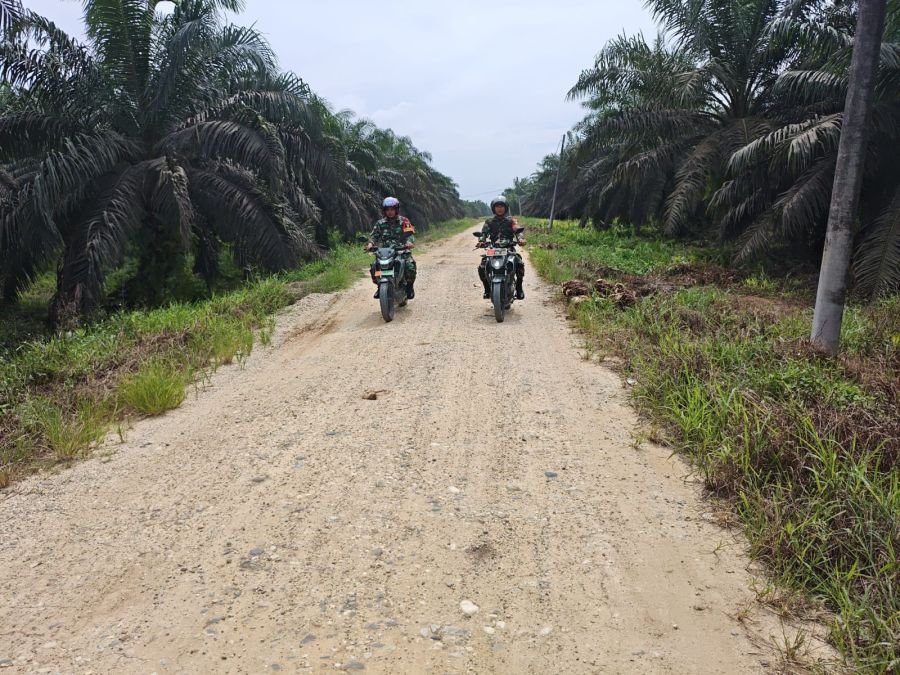 Babinsa Koramil 03/Bunut Sisir Kebun Sawit, Cegah Karhutla Sejak Dini