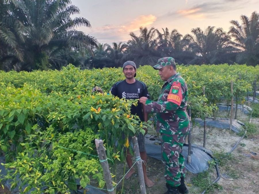 Babinsa Koramil 03/Bunut Turun ke Kebun, Produktivitas Cabai Petani Terus Didorong