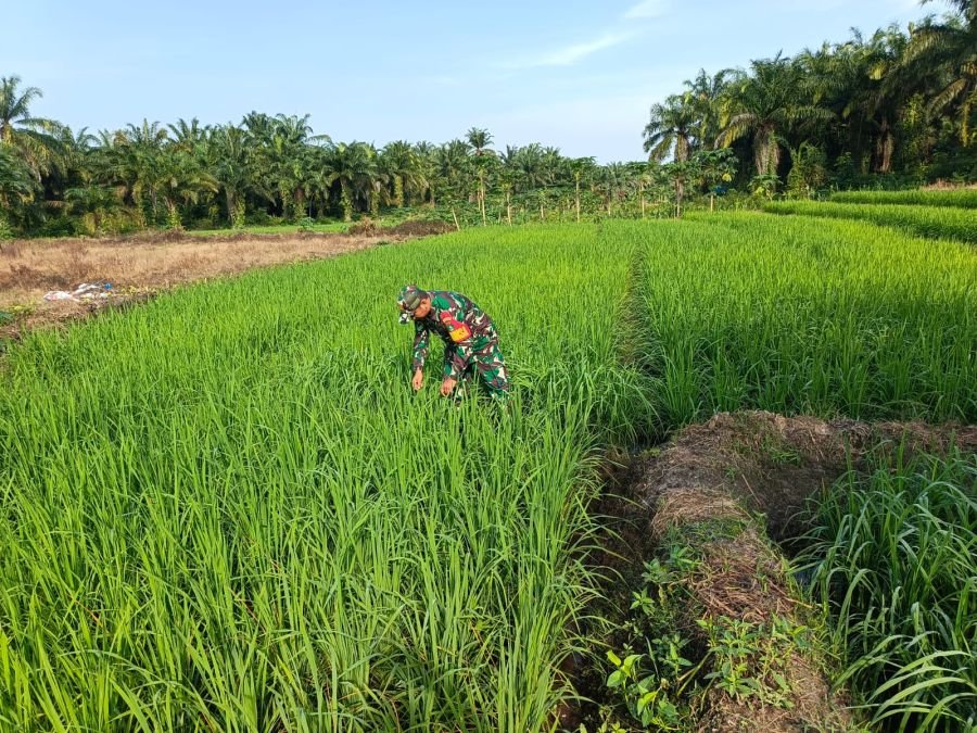 BABINSA KORAMIL 03/MANDAU LAKSANAKAN PERAWATAN TANAMAN PADI DAN JAGUNG DI ECO PARK SIMPANG BANGKO