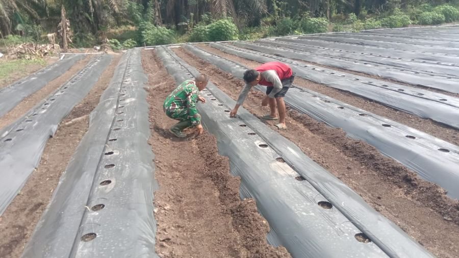 Babinsa Koramil 03/SS Dampingi Petani Persiapkan Lahan Pertanian di Kelurahan Basilam Baru