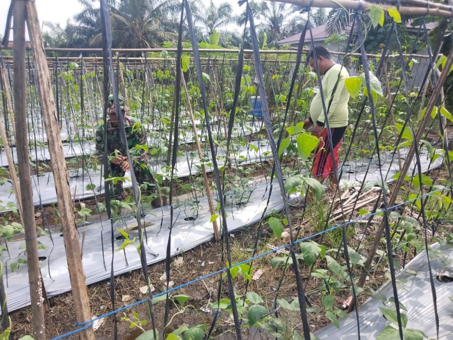 Babinsa Koramil 03/Sungai Sembilan Dampingi Petani Kembangkan Kacang Panjang, Sekaligus Sosialisasik
